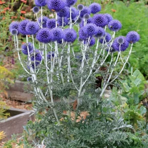 Echinops Blue Glow Plant Plug – Blue Globe Thistle Live Plant – Outdoor Garden - Image 4