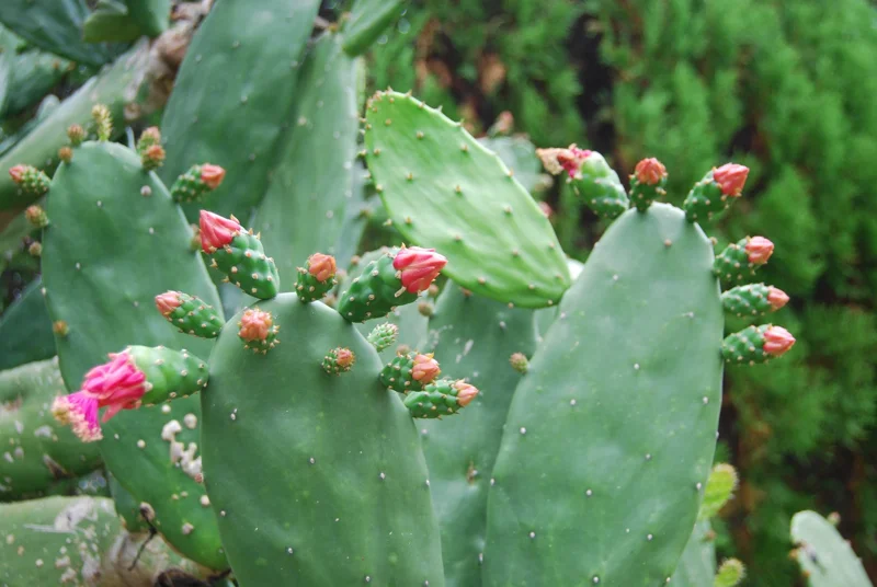 Edible Prickly Pear Cactus Pads – Spineless – Fresh Bulk – 1 Pound - Image 5