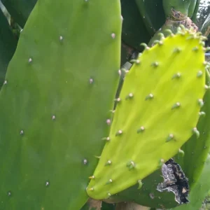 Edible Spineless Prickly Pear Cactus Pads - 3 Pound Bulk - Image 3