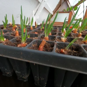 Egyptian Walking Onion Plants – Heirloom Perennial Live Plant – Organic – 1 Plant - Image 1