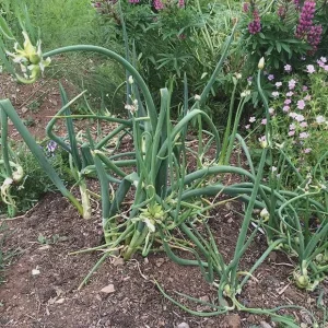 Egyptian Walking Onion Plants – Heirloom Perennial Live Plant – Organic – 1 Plant - Image 7
