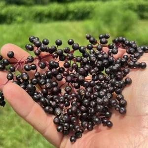 Elderberry Live Plant 4-7 Inch - Sambucus Hardy Outdoor Shrub - Image 2