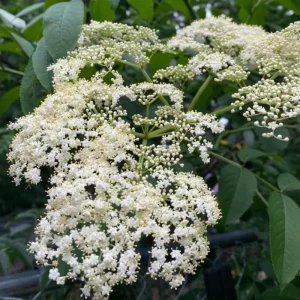 Elderberry Live Plant 4-7 Inch - Sambucus Hardy Outdoor Shrub - Image 3