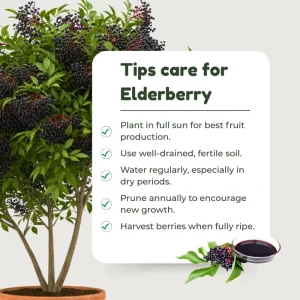 Elderberry Live Plant 4-7 Inch - Sambucus Hardy Outdoor Shrub - Image 4