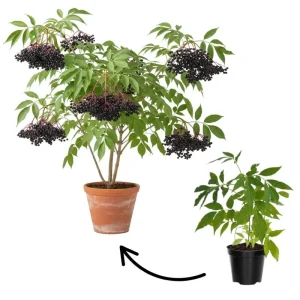 Elderberry Live Plant 4-7 Inch - Sambucus Hardy Outdoor Shrub - Image 5