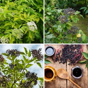 Elderberry Live Plant 4-7 Inch - Sambucus Hardy Outdoor Shrub - Image 6