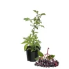 Elderberry Live Plant 4-7 Inch - Sambucus Hardy Outdoor Shrub - Image 1