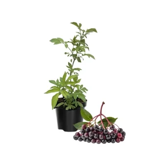Elderberry Live Plant 4-7 Inch - Sambucus Hardy Outdoor Shrub - Image 1
