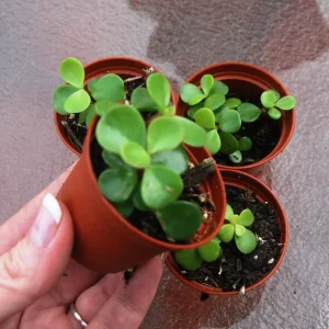 Elephant Bush Live Plant - Portulacaria Afra Solid Green Bonsai - Mini Jade Tree - Image 2