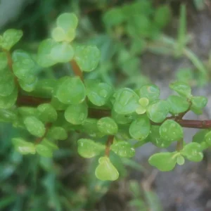 Elephant Bush Live Plant - Portulacaria Afra Solid Green Bonsai - Mini Jade Tree - Image 3