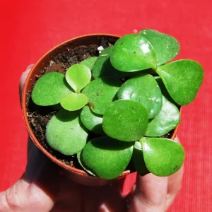 Elephant Bush Live Plant - Portulacaria Afra Solid Green Bonsai - Mini Jade Tree - Image 4