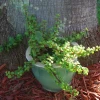 Elephant Bush Live Plant - Portulacaria Afra Solid Green Bonsai - Mini Jade Tree - Image 1