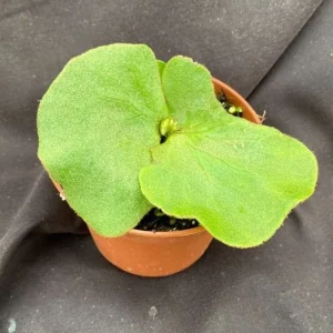 Elephant Ear Staghorn Fern Live Plant - Platycerium elephantotis - 3" Pot - Image 1