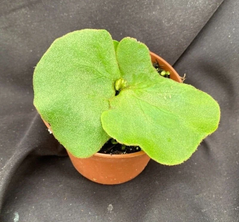 Elephant Ear Staghorn Fern Live Plant - Platycerium elephantotis - 3" Pot - Image 1