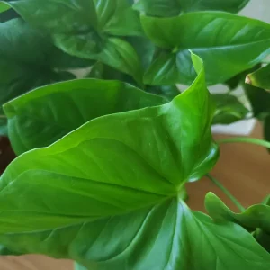 Emerald Gem Arrowhead Vine Live Plant - Syngonium Podophyllum Indoor - Image 2