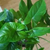 Emerald Gem Arrowhead Vine Live Plant - Syngonium Podophyllum Indoor - Image 1