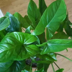 Emerald Gem Arrowhead Vine Live Plant - Syngonium Podophyllum Indoor - Image 1