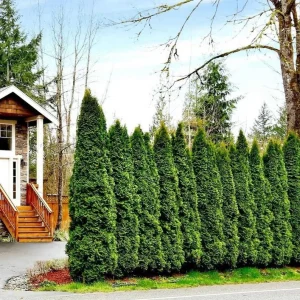 Emerald Green Arborvitae Live Plant – Cold Hardy Evergreen Privacy Shrub - Image 1