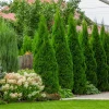 Emerald Green Arborvitae Live Plant – Cold-Hardy Evergreen Shrub for Privacy - Image 1