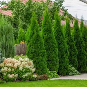 Emerald Green Arborvitae Live Plant – Cold-Hardy Evergreen Shrub for Privacy - Image 1