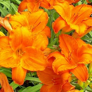 Endlessly Orange Daylily Live Plant - 1 Root, Reblooming Flower, Perennial - Image 2