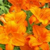 Endlessly Orange Daylily Live Plant - 1 Root, Reblooming Flower, Perennial - Image 1