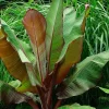 Ensete Maurelii Red Abyssinian Banana Live Plant - Ornamental Foliage - Image 1