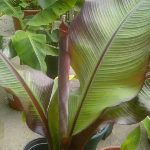 Ensete Maurelii Red Abyssinian Banana Live Plant - Ornamental Foliage - Image 2