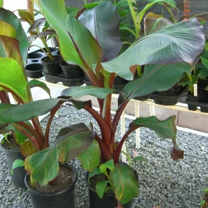 Ensete Maurelii Red Abyssinian Banana Live Plant - Ornamental Foliage - Image 3