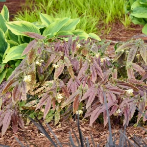 Epimedium Sandy Claws Live Plant – Perennial Shade Plant – 5.25