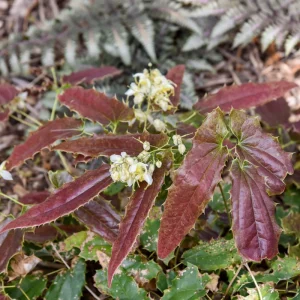 Epimedium Sandy Claws Live Plant – Perennial Shade Plant – 5.25
