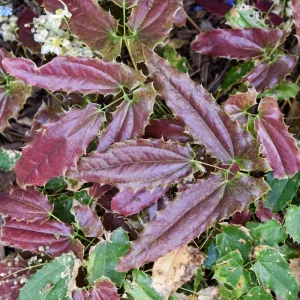 Epimedium Sandy Claws Live Plant – Perennial Shade Plant – 5.25