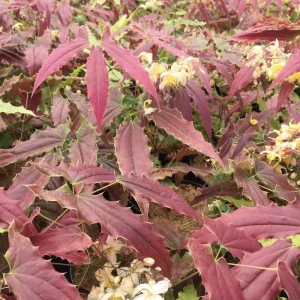 Epimedium Sandy Claws Live Plant – Perennial Shade Plant – 5.25
