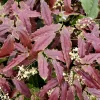 Epimedium Sandy Claws Live Plant – Perennial Shade Plant – 5.25" Pot - Image 1