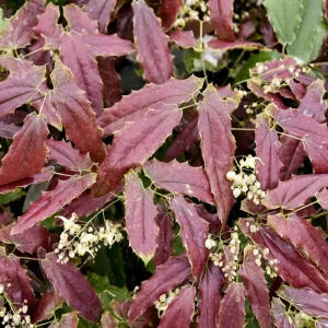 Epimedium Sandy Claws Live Plant – Perennial Shade Plant – 5.25