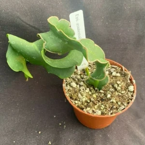 Epiphyllum guatemalense f monstrose Live Plant - Curly Locks Plant - Rooted in 2.5 inch Pot - Image 1