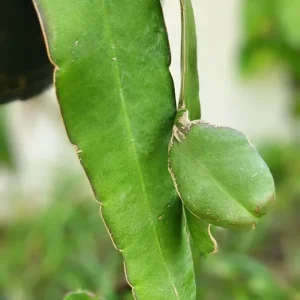Epiphyllum Oxypetalum Queen of the Night Cactus Succulent - 2 Cuttings - Image 2