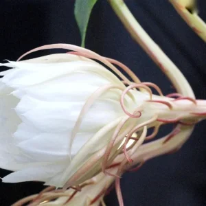Epiphyllum Oxypetalum Queen of the Night Cactus Succulent - 2 Cuttings - Image 3