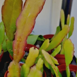 Epiphyllum Oxypetalum Queen of the Night Cactus Succulent - 2 Cuttings - Image 4