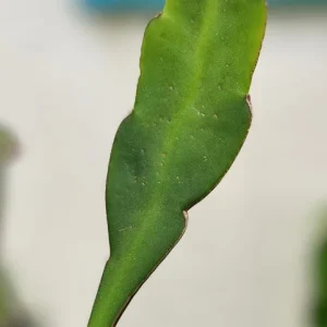 Epiphyllum Oxypetalum Queen of the Night Cactus Succulent - 2 Cuttings - Image 5