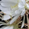 Epiphyllum Oxypetalum Queen of the Night Cactus Succulent - 2 Cuttings - Image 1