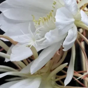 Epiphyllum Oxypetalum Queen of the Night Cactus Succulent - 2 Cuttings - Image 1