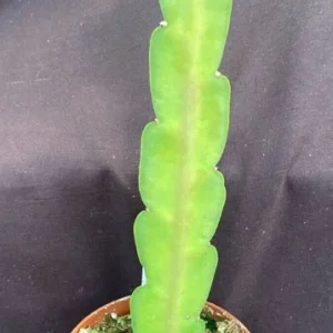 Epiphyllum Sparkling Burgundy Orchid Cactus Live Plant, Rooted, 3