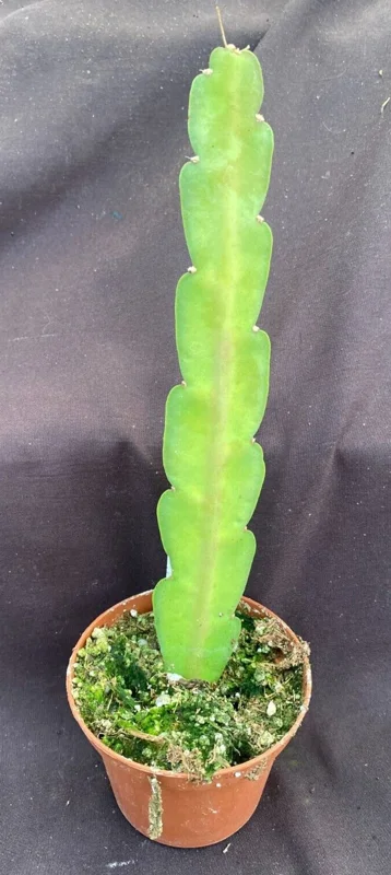 Epiphyllum Sparkling Burgundy Orchid Cactus Live Plant, Rooted, 3" Pot - Image 2