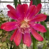 Epiphyllum Sparkling Burgundy Orchid Cactus Live Plant, Rooted, 3" Pot - Image 1