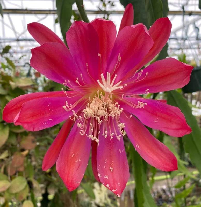 Epiphyllum Sparkling Burgundy Orchid Cactus Live Plant, Rooted, 3" Pot - Image 1