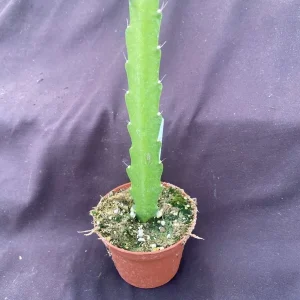 Epiphyllum 'Three Oranges' Orchid Cactus Live Plant, Rooted in 3