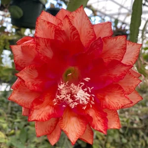 Epiphyllum 'Three Oranges' Orchid Cactus Live Plant, Rooted in 3