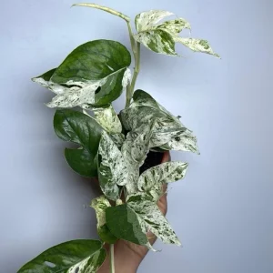 Epipremnum Pinnatum Marble Flame Live Plant - Rare Aroid, 4