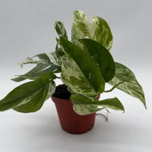 Epipremnum Pinnatum Marble Flame Live Plant - Rare Aroid, 4